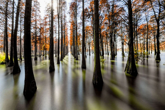 GWEN Forest Trees Wall Art Print TG