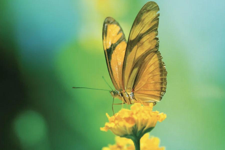 NC-39 MARIGOLD Monarch Butterfly Modern Wall Art TG