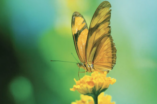 NC-39 MARIGOLD Monarch Butterfly Modern Wall Art TG