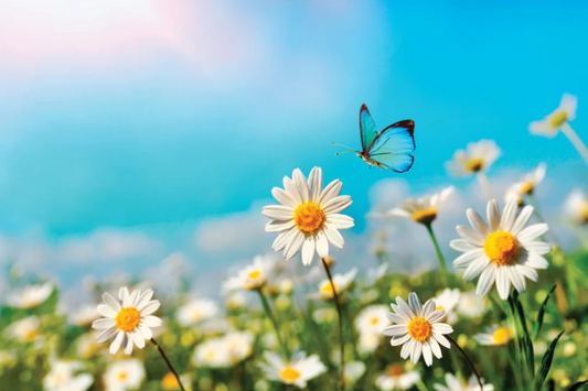 CHAMOMILE Delicate Floral Modern Wall Art TG