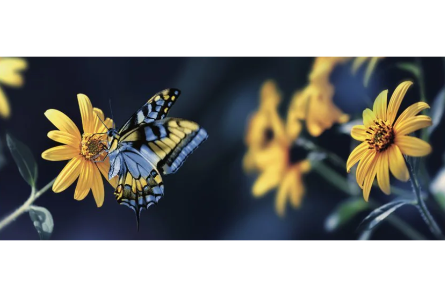 SERENE Butterfly Sitting On Yellow Flower Wall Art Print TG