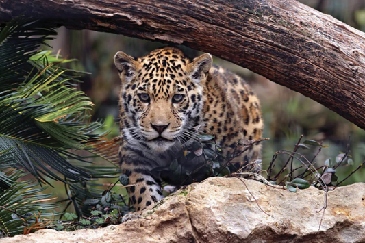 NC-43 SAFARI Baby Jaguar Modern Wall Art TG