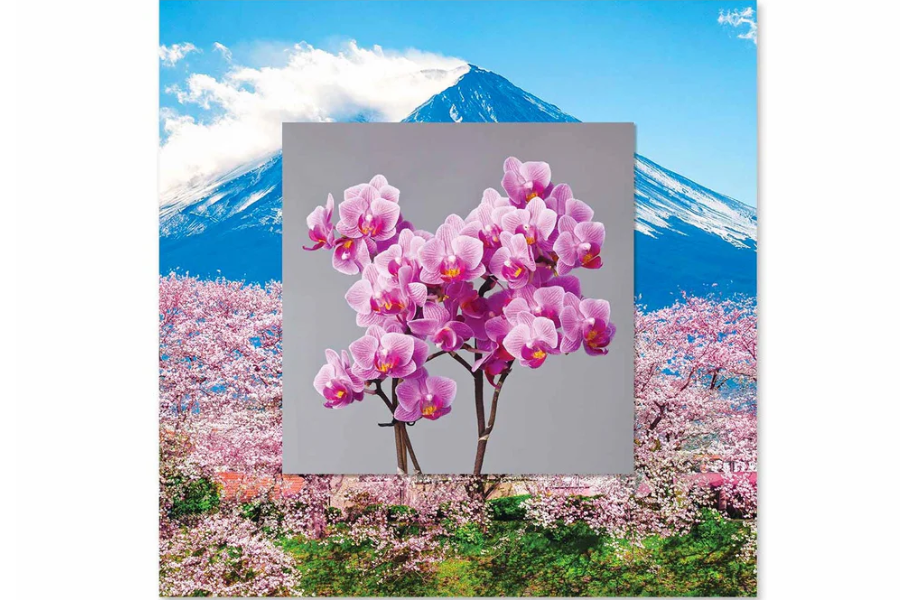 VEXIS Orchids with Background Miniature Fine Wall Art TG