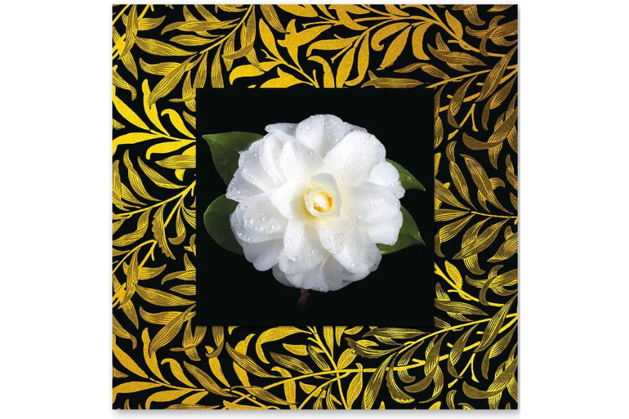 PYRON White Camellia with Background Miniature Fine Wall Art TG