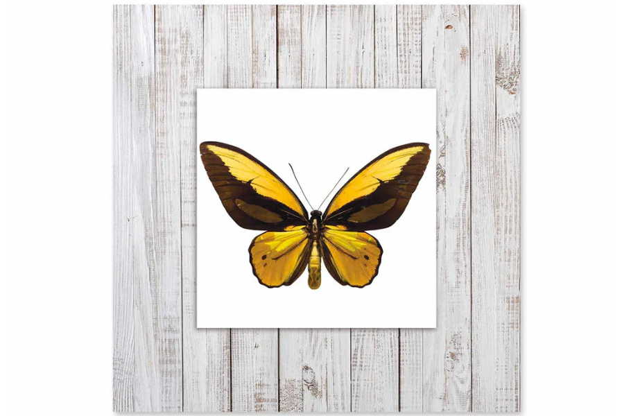 EXOR Butterfly with Background Miniature Fine Wall Art TG