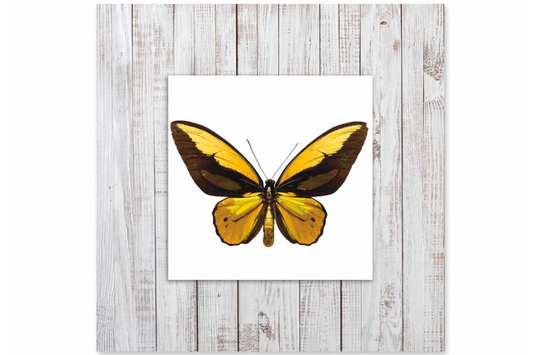 EXOR Butterfly with Background Miniature Fine Wall Art TG