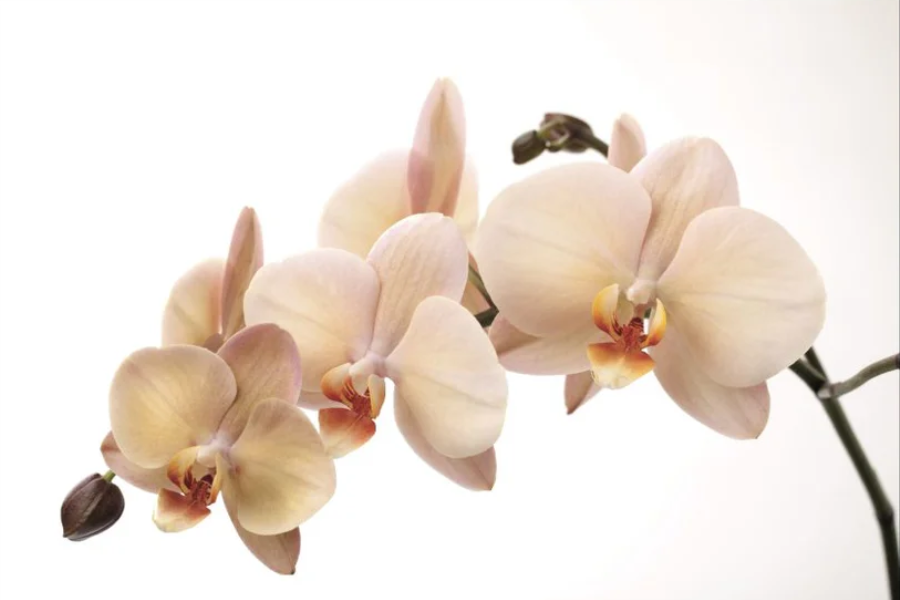 NC-12 VANILLA Orchid Radiance Modern Wall Art TG