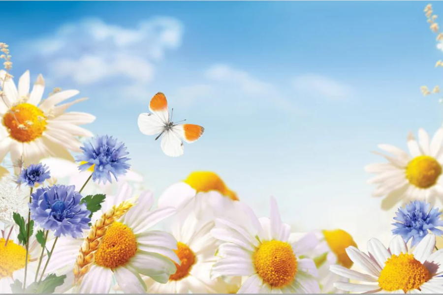 DAISY Delicate Floral Modern Wall Art TG