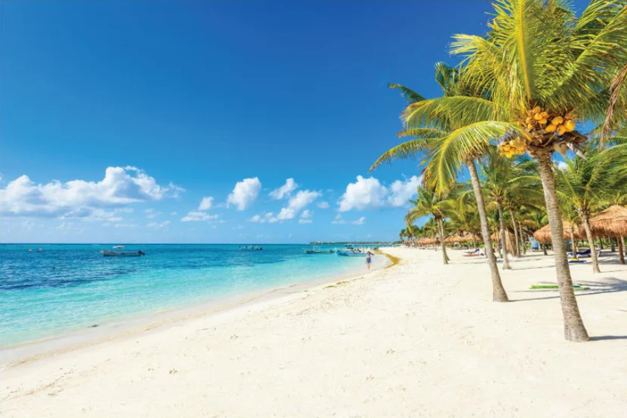 NC-02 LUSH Coconut Palms on White Sands Modern Wall Art TG