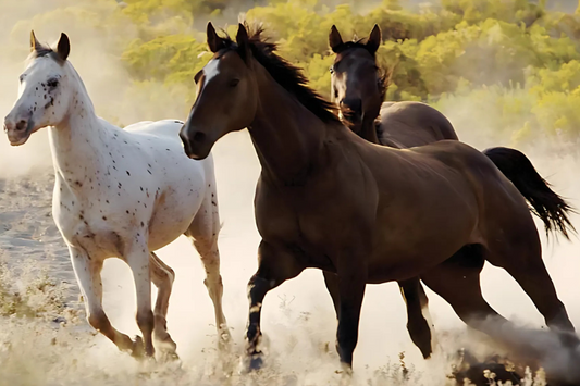 NC-42 GALLOP Horse Running Modern Wall Art TG