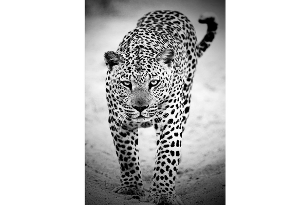 TATE Black & White Leopard Wall Art Print TG