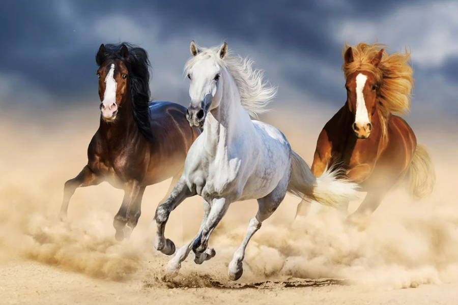 SU-61719 FAWN Horses on the Run Wall Art Print TG
