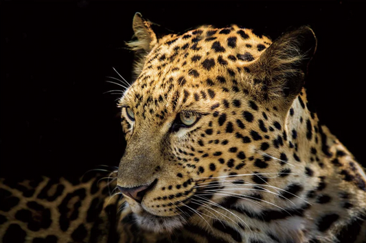 RAYNE Focused Leopard Wall Art Print TG