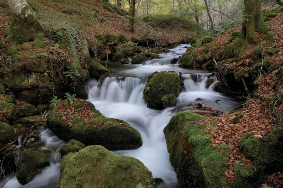 NC-18 MOSSY Stream and Forest Harmony Modern Wall Art TG