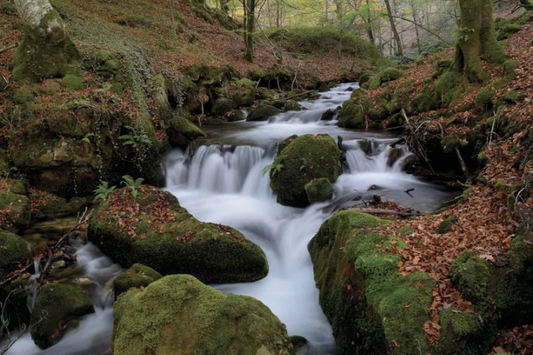NC-18 MOSSY Stream and Forest Harmony Modern Wall Art TG