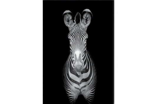 NC-38 GREVY Zebra Mono Modern Wall Art TG