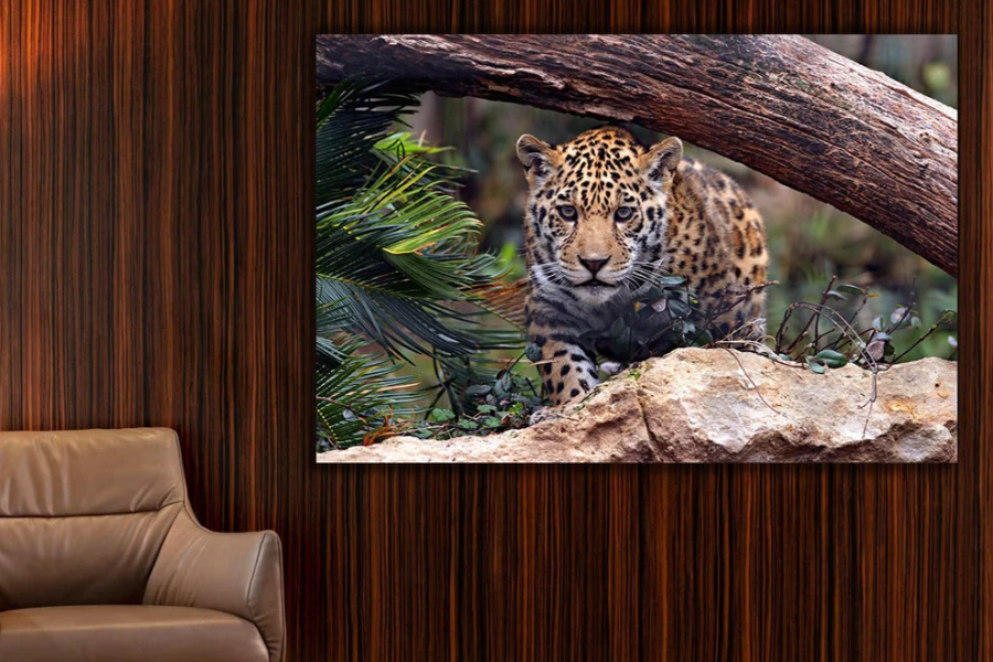 NC-43 SAFARI Baby Jaguar Modern Wall Art TG