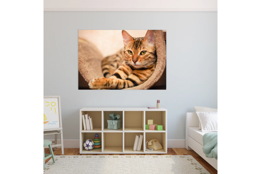 NC-53 KITTEN Bengal Cat Wall Art Print TG